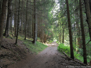 Das Foto zeigt einen Waldweg