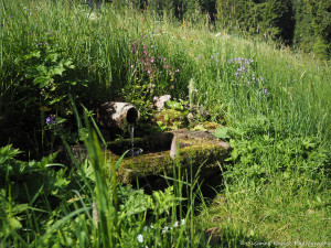 Das Foto zeigt einen kleinen Brunnen mit Holztrog am Wiesenrand