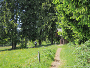 Das Foto zeigt eine Schutzhütte am Waldrand direkt am Wanderweg.