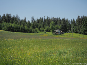 Das Foto zeigt ein Haus inmitten einer schönen Wiese direkt am Waldrand.